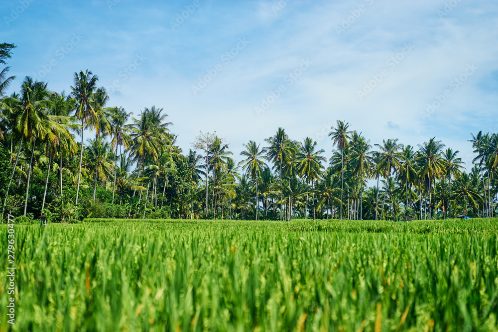 Tropical landscape. Green rice field, coconut palms and blue sky.