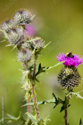 Blooming plant spines with a purple flower with a bumblebee and a blurred green background. There are still spikes out of focus. Vertical frame.