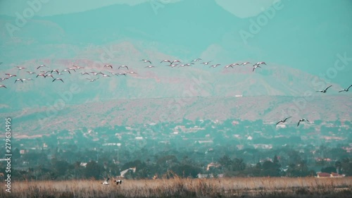 Huge flocks of pink flamingos in flight over marshes in Spain. Mountain scenery in the background as these large birds take off and land. Slow motion