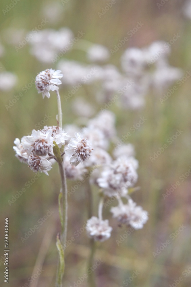 flowers in a field flowers in a field