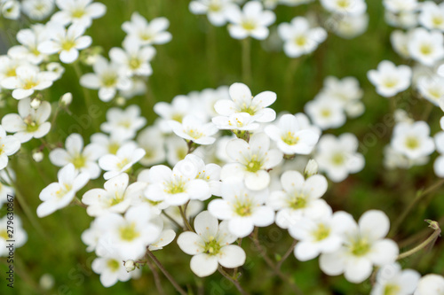 a spring flower