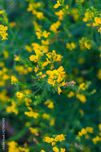 yellow flowers of sweet clover