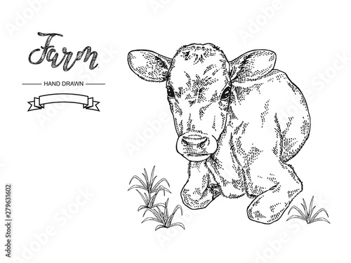 Hand drawn cow lying on the grass. Calf, bull, cattle vector illustration. Farm animal collection. Black and white graphic.