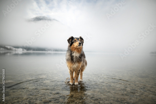 Australian shepherd is standing at a rock in a lake. Beautiful dog in amazing landscape. photo