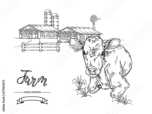 Hand drawn cow lying on the grass. Calf, bull, cattle vector illustration. Rural lanscape with farm houses. Farm animal collection. Black and white graphic.