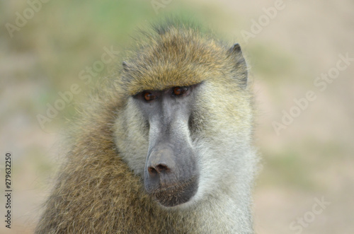 Baboon in Kenya Africa during Safari © ahfotos