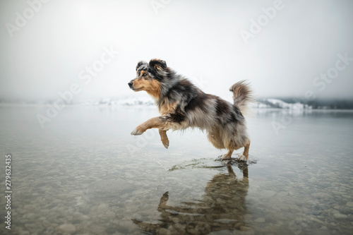 Fotografi Australian shepherd is running through a lake