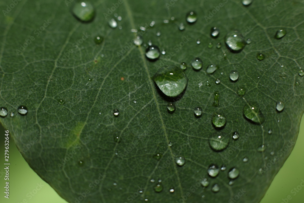 Wassertropfen auf Blättern Wassertropfen auf Blättern