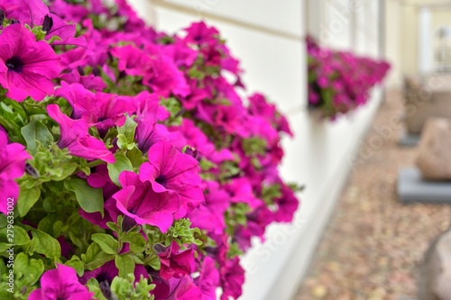 Bright pink petunia in pots under the window.  Hanging beautiful flowers of petunia.  Decorative summer flower. Pink Petunia Flowers with selective focus and blurred background. Hanging plants 