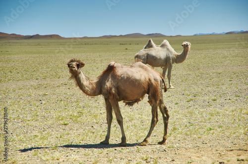Bactrian or two-humped camel