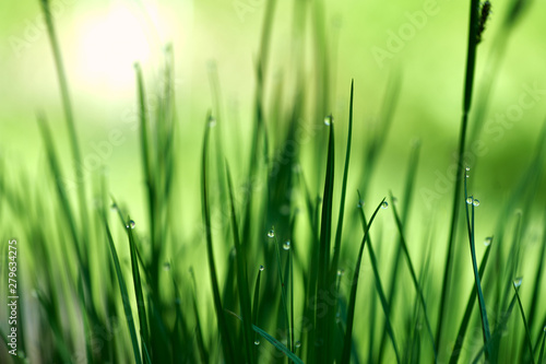 dew drop on the green grass. beautiful macro nature background. tranquil background with water drops at grass blade