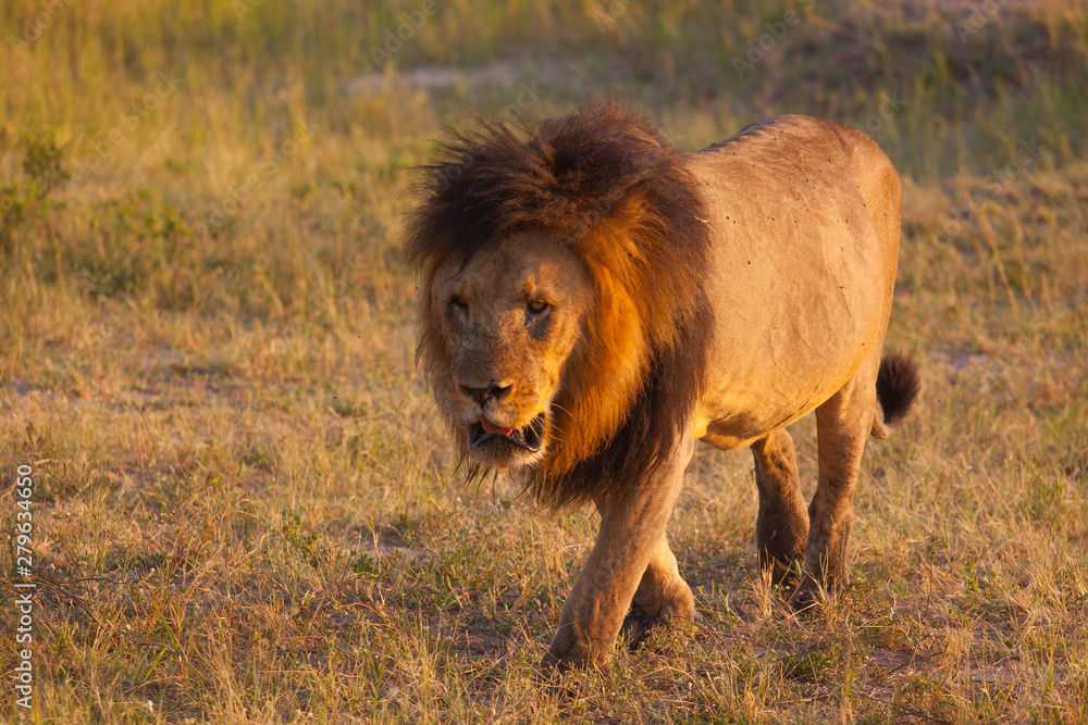 Lion on the plains of Chobe National Park, Botswana Lion on the plains of Chobe National Park, Botswana