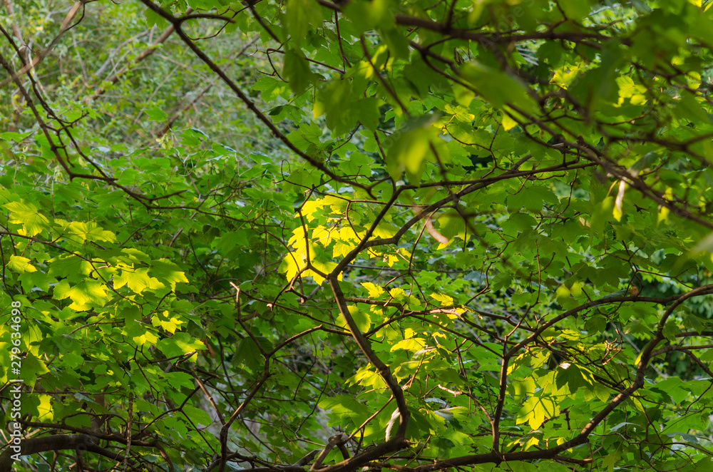 Fototapeta premium Branches of green leaves.