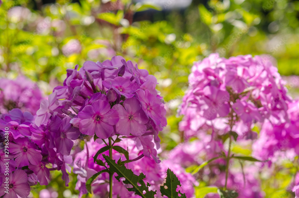 Hydrangea blossom on sunny day. Flowering hortensia plant. Blossoming flowers in summer garden. Pink hydrangea in full bloom Hydrangea blossom on sunny day. Flowering hortensia plant. Blossoming flowers in summer garden. Pink hydrangea in full bloom