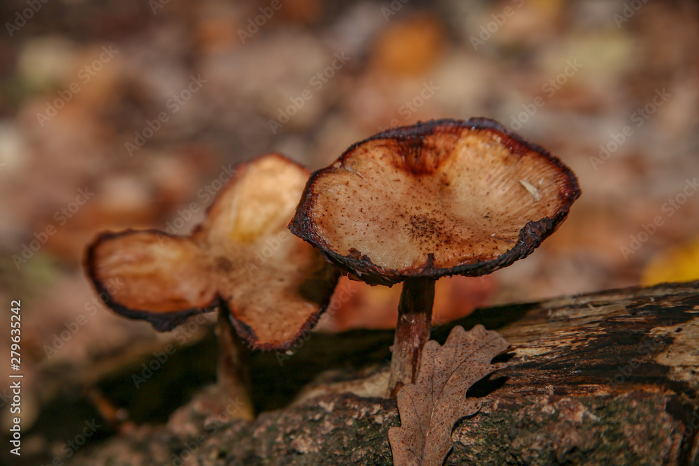 wild mushrooms overgrown on tree trunk wild mushrooms overgrown on tree trunk