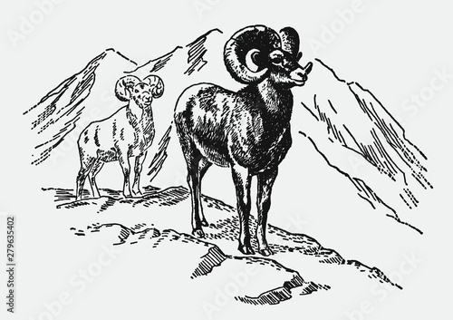 Two bighorn sheeps ovis canadensis standing in mountain landscape