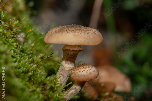 wild mushrooms overgrown on tree trunk