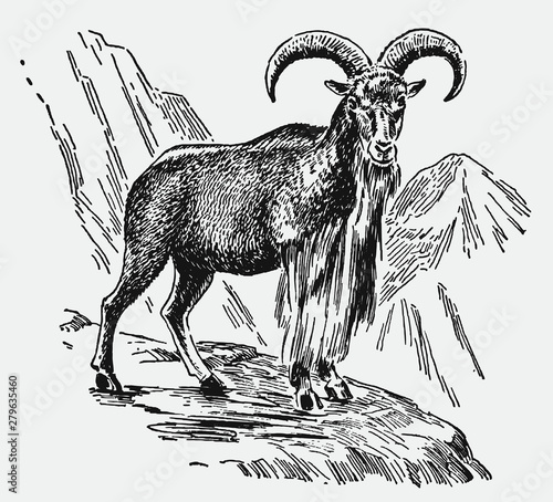 Barbary sheep ammotragus lervia standing on a rock in alpine region. Illustration after antique engraving from early 20th century