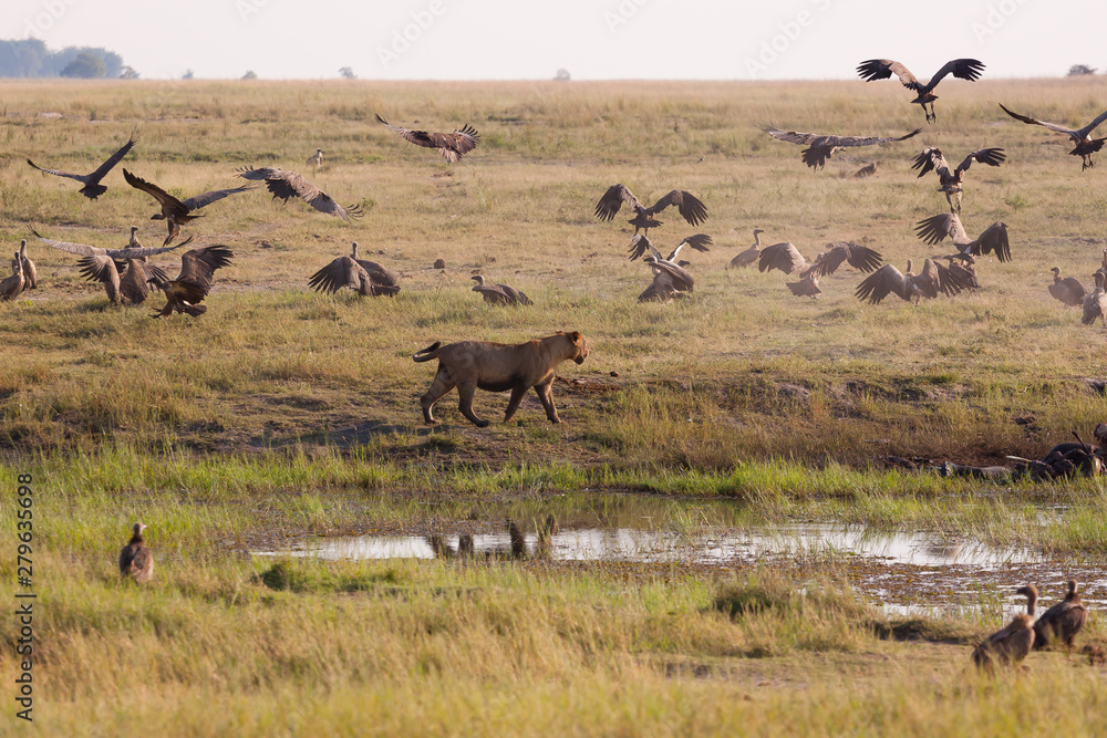 Naklejka premium Lionesses chasing vultures from a kill.