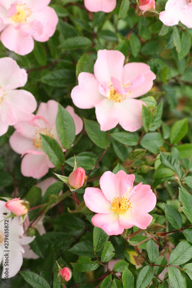 Obraz premium Rose
