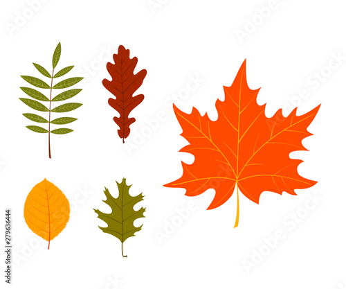 Leaves. Set of autumn leaves on white background