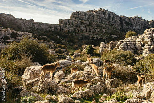 Herd of wild goats amongst limestone rocks