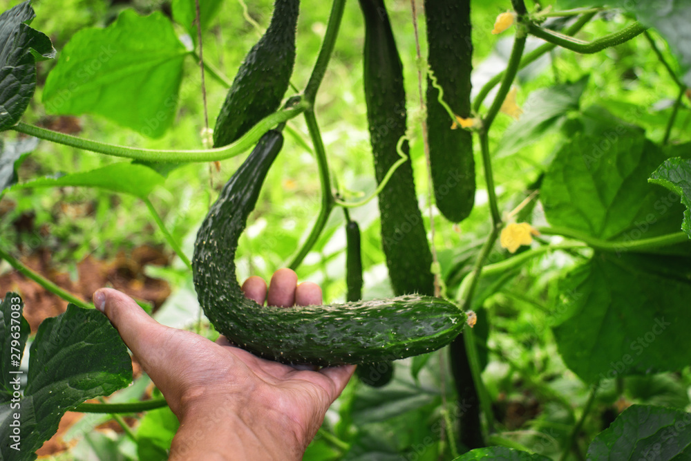 Obraz premium harvest cucumbers farm agriculture vegetable gardens