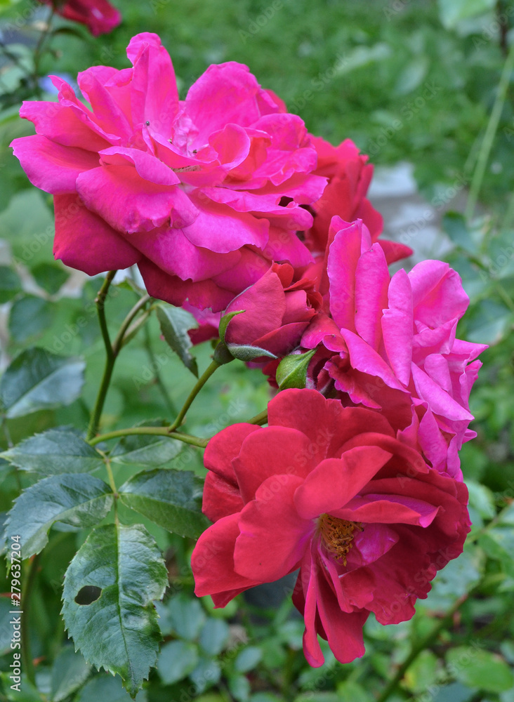 a branch of climbing garden roses with different shades of pink a branch of climbing garden roses with different shades of pink