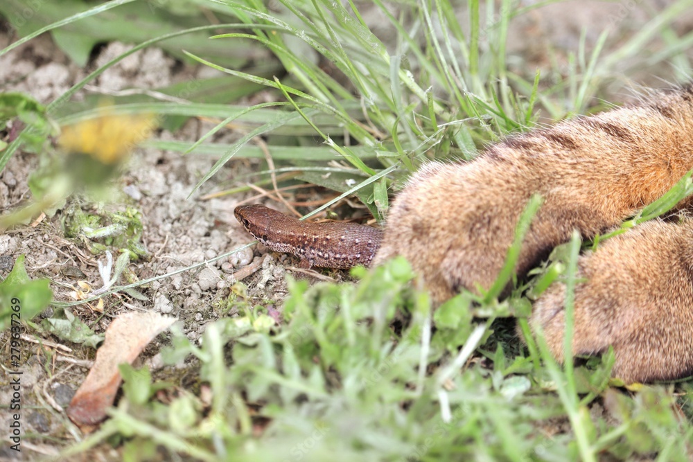 Obraz premium Lizard under cat‘s paws 