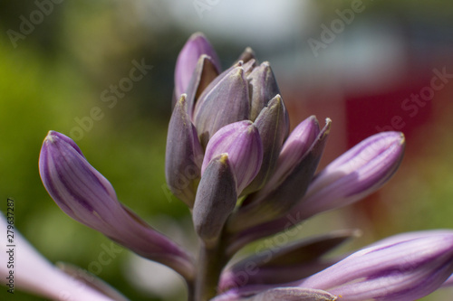 Beautiful growing flowers in the garden. Romance.