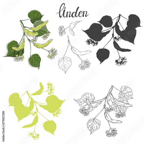 Linden branch. Hand drawn vector set, isolated floral elements for design on white background.