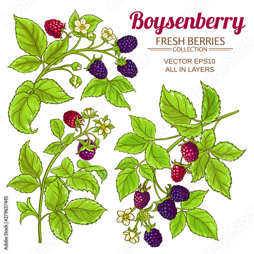 boysenberry vector set
