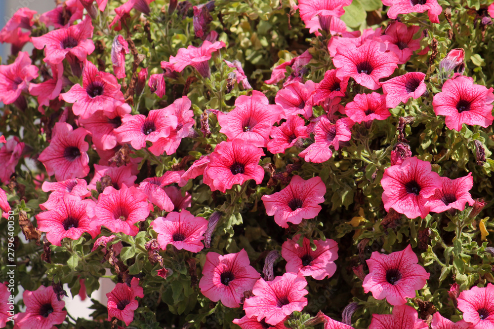 Bright pink petunia flowers in garden Bright pink petunia flowers in garden