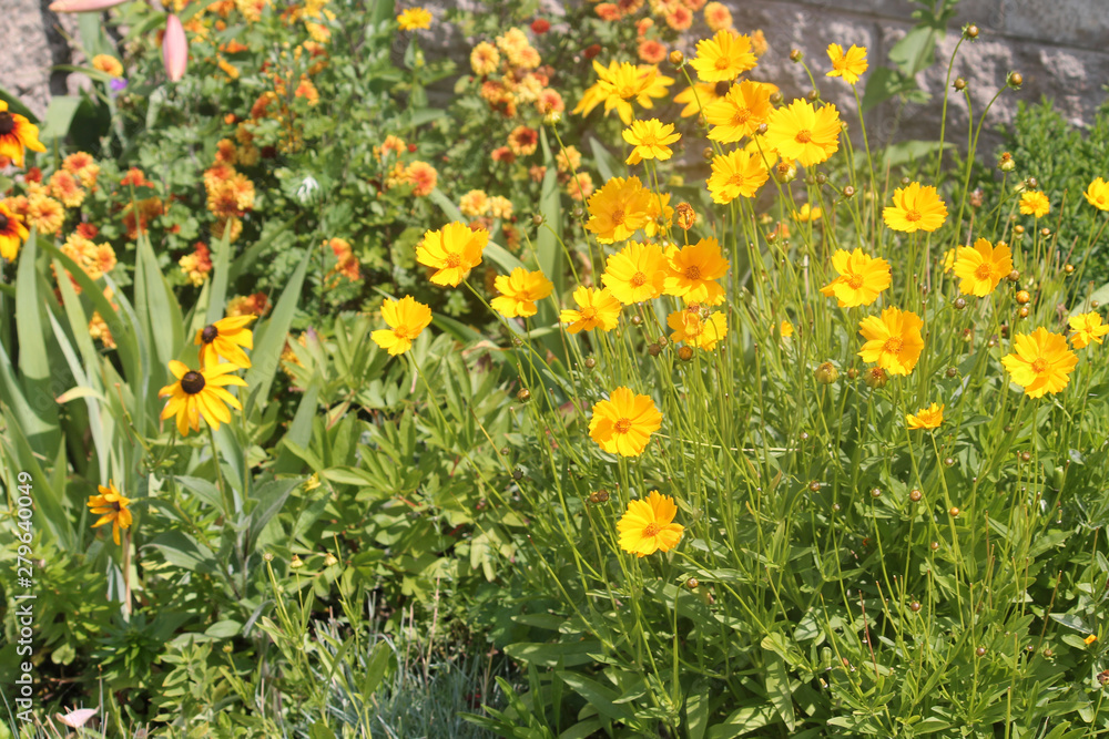 Large group of yellow flowers of lance-leaved coreopsis (Coreopsis lanceolata) on flowerbed Large group of yellow flowers of lance-leaved coreopsis (Coreopsis lanceolata) on flowerbed