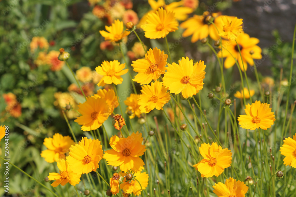 Large group of yellow flowers of lance-leaved coreopsis (Coreopsis lanceolata) on flowerbed Large group of yellow flowers of lance-leaved coreopsis (Coreopsis lanceolata) on flowerbed