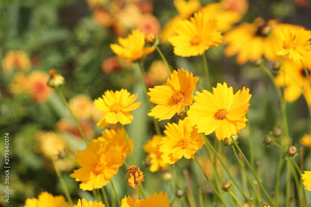 Large group of yellow flowers of lance-leaved coreopsis (Coreopsis lanceolata) on flowerbed Large group of yellow flowers of lance-leaved coreopsis (Coreopsis lanceolata) on flowerbed