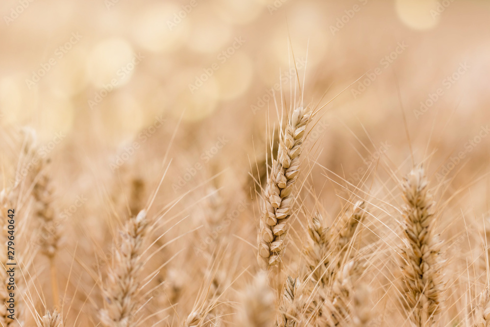 Fototapeta premium cereals under the soft light of the sunset