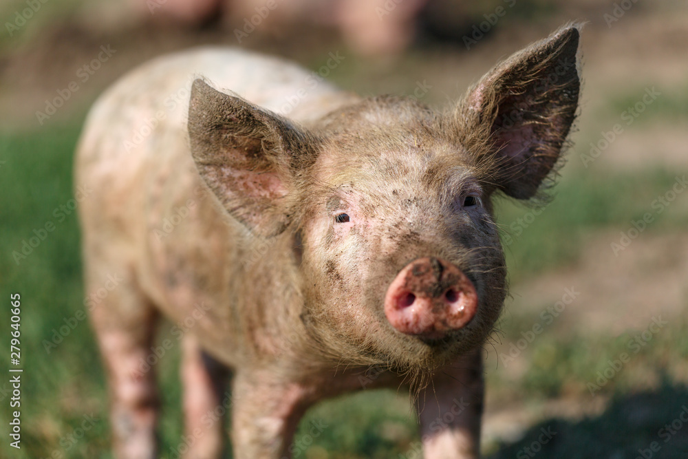 Portrait of a small dirty pig on the background of green grass. Livestock farm. Portrait of a small dirty pig on the background of green grass. Livestock farm.