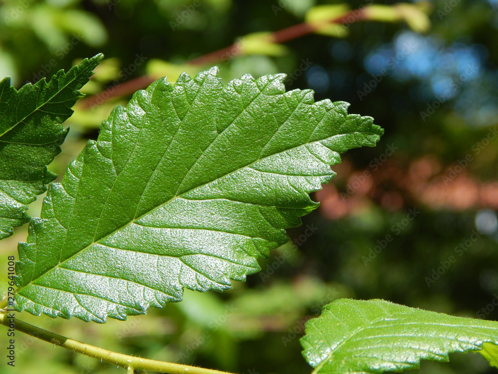 Closeup of a green beech leaf with leaf veins in the summer with copy space Closeup of a green beech leaf with leaf veins in the summer with copy space