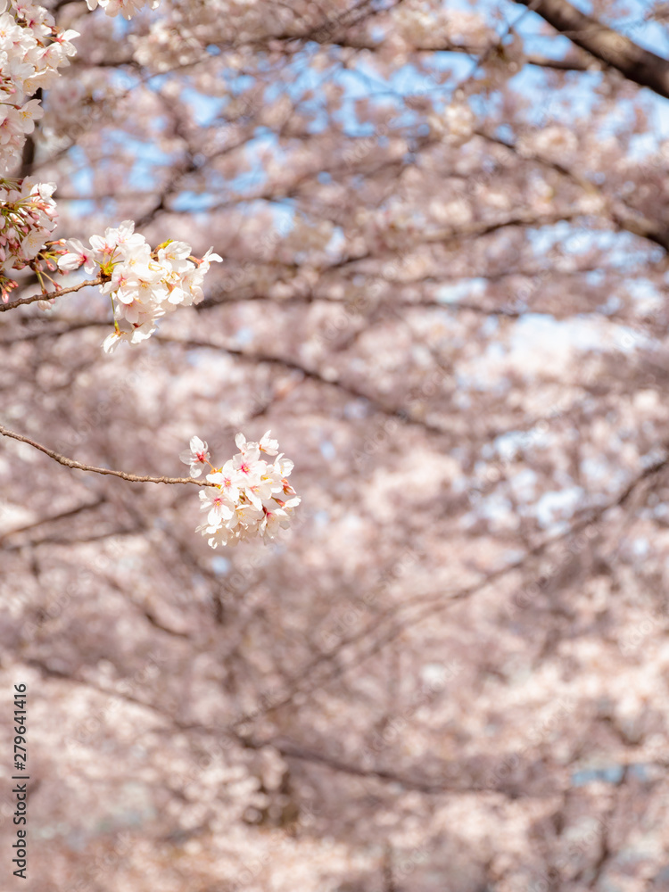 桜 花見