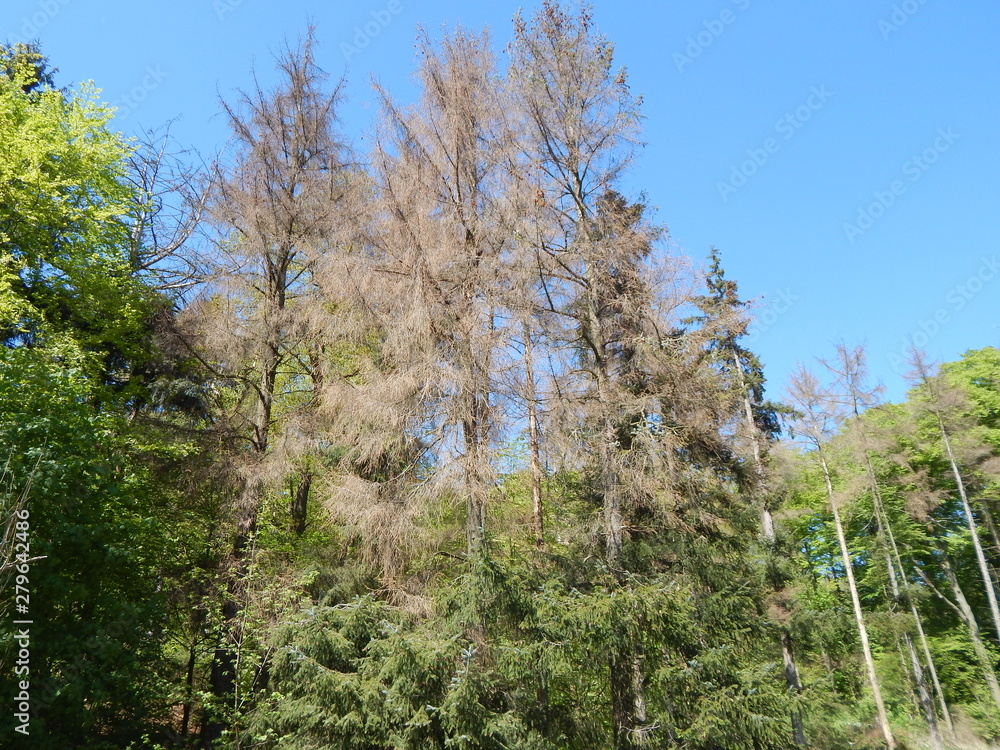 Dead trees in the forest under clear blue sky in the summer