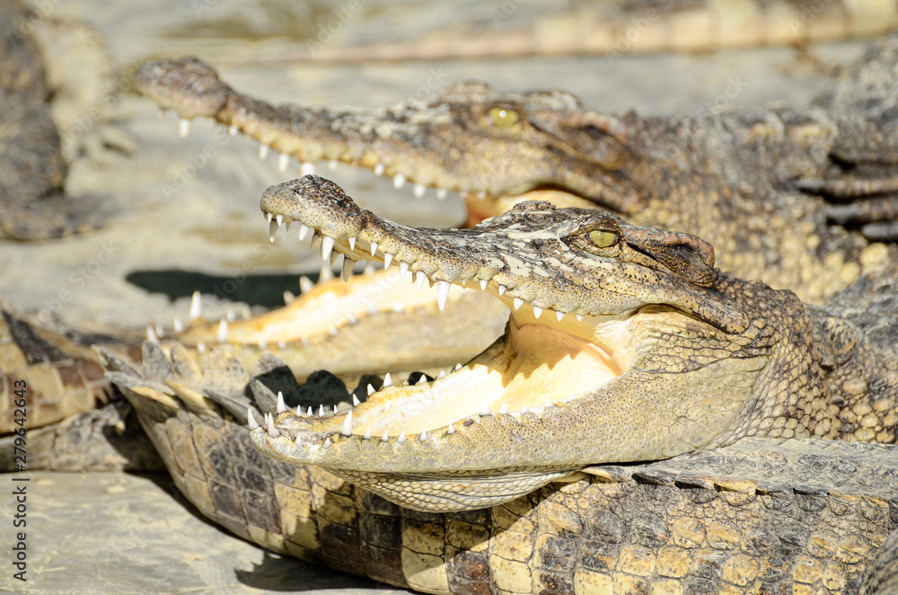 Fototapeta premium Freshwater crocodile, Siamese crocodile (Crocodylus siamensis)