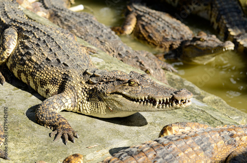 Freshwater crocodile  Siamese crocodile  Crocodylus siamensis .