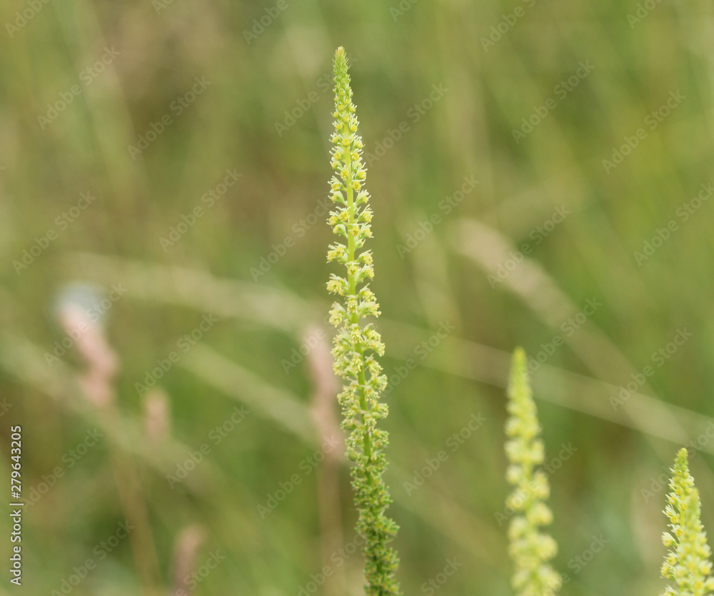 Reseda luteola, known as dyer's rocket, dyer's weed, weld, woold, and yellow weed