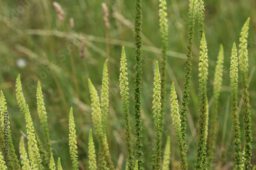 Reseda luteola, known as dyer's rocket, dyer's weed, weld, woold, and yellow weed photo