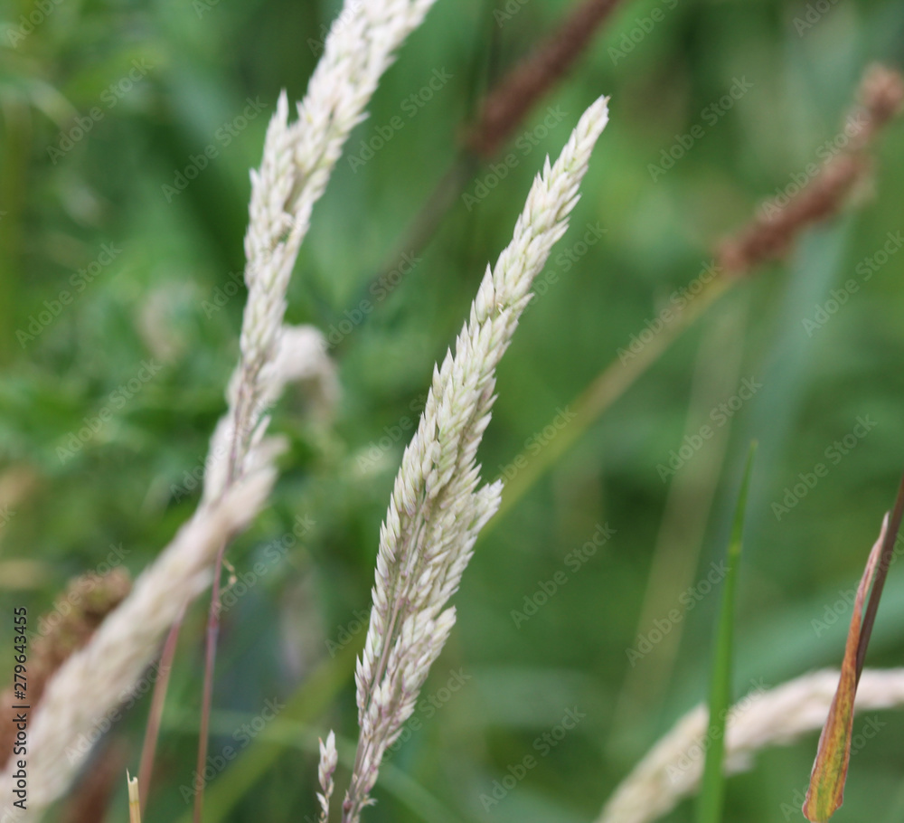 Holcus lanatus, Common names include Yorkshire fog, tufted grass, and meadow soft grass Holcus lanatus, Common names include Yorkshire fog, tufted grass, and meadow soft grass