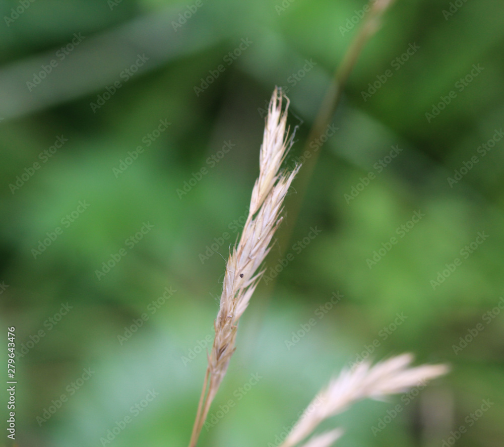 Brachypodium sylvaticum, commonly known as false-brome, slender false brome or wood false brome Brachypodium sylvaticum, commonly known as false-brome, slender false brome or wood false brome