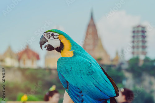 Blue and yellow macaw parrot wait to fly on the hand with Wat Tham Sua in the background photo