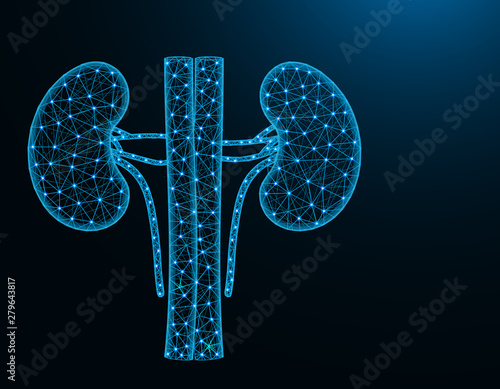 Kidneys with artery and veins low poly model, human organs abstract graphics, anatomy polygonal wireframe vector illustration on dark blue background