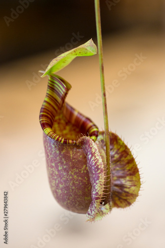 nepenthes ampullaria or Pitcher plant photo